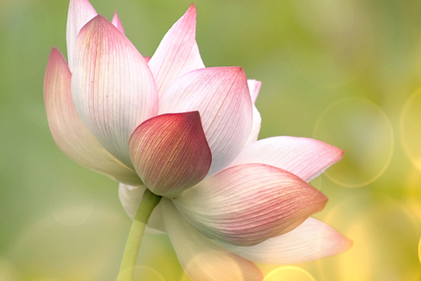 Raja Yoga Meditation